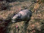 Jewel Moray - Leoparden Mur&auml;ne - (Muraena lentiginosa)