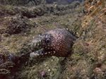 Jewel Moray - Leoparden Mur&auml;ne - (Muraena lentiginosa)