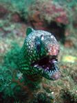 Jewel Moray - Leoparden Mur&auml;ne - (Muraena lentiginosa)