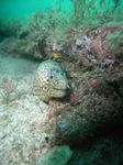 Jewel Moray - Leoparden Mur&auml;ne - (Muraena lentiginosa)