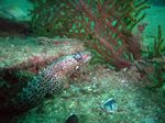 Jewel Moray - Leoparden Mur&auml;ne - (Muraena lentiginosa)