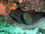 Gr&uuml;ne Mor&auml;ne - Panamic green moray - (Gymnothorax castaneus)