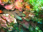 Gr&uuml;ne Mor&auml;ne - Panamic green moray - (Gymnothorax castaneus)