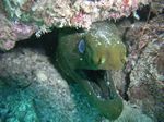 Gr&uuml;ne Mor&auml;ne - Panamic green moray - (Gymnothorax castaneus) mit Garnelen / with shrimps