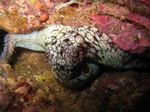 Oktopus / octopus