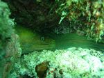 Gr&uuml;ne Mor&auml;ne - Panamic green moray - (Gymnothorax castaneus)