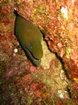 Gr&uuml;ne Mor&auml;ne - Panamic green moray - (Gymnothorax castaneus)