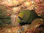 Gr&uuml;ne Mor&auml;ne - Panamic green moray - (Gymnothorax castaneus)