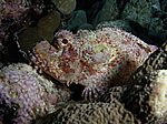 Scorpaenopsis oxycephala - Fransendrachenkopf