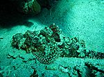 Scorpaenopsis oxycephala - Fransendrachenkopf