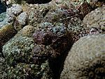 Scorpaenopsis barbatus- B&auml;rtiger Drachenkopf