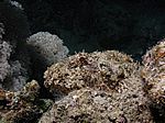 Scorpaenopsis barbatus- B&auml;rtiger Drachenkopf