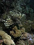 Pterois volitans - gew&ouml;hnlicher oder indischer Rotfeuerfisch