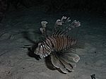 Pterois volitans - gew&ouml;hnlicher oder indischer Rotfeuerfisch