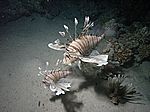 Pterois volitans - gew&ouml;hnlicher oder indischer Rotfeuerfisch