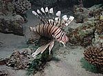 Pterois volitans - gew&ouml;hnlicher oder indischer Rotfeuerfisch