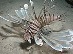 Pterois volitans - gew&ouml;hnlicher oder indischer Rotfeuerfisch