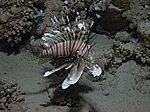 Pterois volitans - gew&ouml;hnlicher oder indischer Rotfeuerfisch