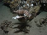 Pterois volitans - gew&ouml;hnlicher oder indischer Rotfeuerfisch
