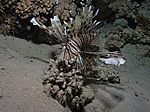 Pterois volitans - gew&ouml;hnlicher oder indischer Rotfeuerfisch