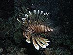 Pterois volitans - gew&ouml;hnlicher oder indischer Rotfeuerfisch