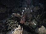 Pterois volitans - gew&ouml;hnlicher oder indischer Rotfeuerfisch