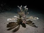 Pterois volitans - gew&ouml;hnlicher oder indischer Rotfeuerfisch
