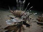 Pterois volitans - gew&ouml;hnlicher oder indischer Rotfeuerfisch