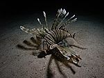 Pterois volitans - gew&ouml;hnlicher oder indischer Rotfeuerfisch