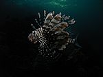 Pterois volitans - gew&ouml;hnlicher oder indischer Rotfeuerfisch