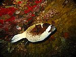 Arothron diadematus - Maskenkugelfisch
