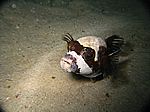 Arothron diadematus - Maskenkugelfisch