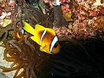 Amphibrion bicimctus - Rotmeer Anemonenfisch