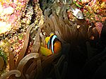 Amphibrion bicimctus - Rotmeer Anemonenfisch