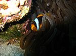Amphibrion bicimctus - Rotmeer Anemonenfisch