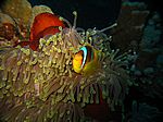 Amphibrion bicimctus - Rotmeer Anemonenfisch