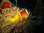 Amphibrion bicimctus - Rotmeer Anemonenfisch