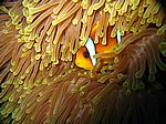 Amphibrion bicimctus - Rotmeer Anemonenfisch