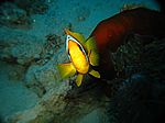 Amphibrion bicimctus - Rotmeer Anemonenfisch