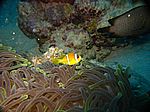 Amphibrion bicimctus - Rotmeer Anemonenfisch