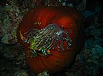 Amphibrion bicimctus - Rotmeer Anemonenfisch