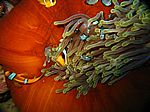 Amphibrion bicimctus - Rotmeer Anemonenfisch