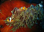 Amphibrion bicimctus - Rotmeer Anemonenfisch