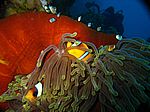 Amphibrion bicimctus - Rotmeer Anemonenfisch