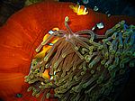 Amphibrion bicimctus - Rotmeer Anemonenfisch