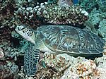 Chelonia mydas - Gr&uuml;ne Schildkr&ouml;te