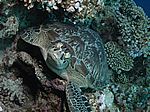 Chelonia mydas - Gr&uuml;ne Schildkr&ouml;te