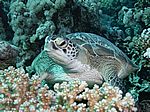 Chelonia mydas - Gr&uuml;ne Schildkr&ouml;te