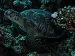 Chelonia mydas - Gr&uuml;ne Schildkr&ouml;te