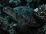 Chelonia mydas - Gr&uuml;ne Schildkr&ouml;te